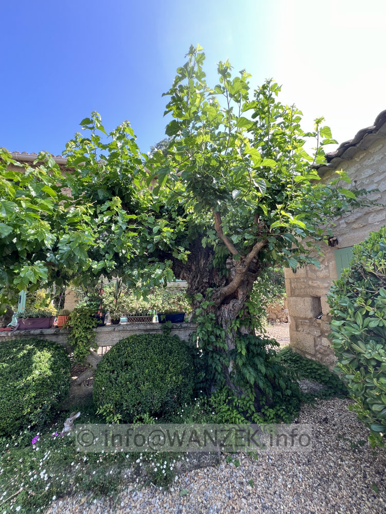 Morus alba Pendula 01.jpg